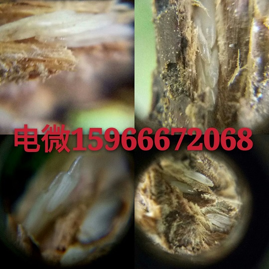 供应人工孵化金蝉种子爬叉虫卵养殖技术