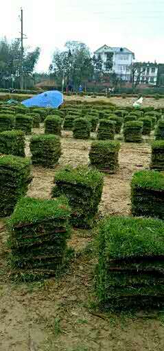 长沙马尼拉草皮基地直销，长沙哪里有马尼拉草皮卖，长沙马尼拉草皮多少钱一斤