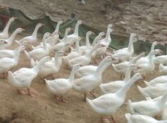 江苏母鹅生产厂家 大母鹅长期供应 鹅蛋，鸭蛋，供应全国各地，老鹅，老鸭，供应周边市场 成年母鹅