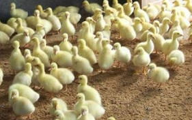 江苏鹅苗批发商 厂家直销 鹅蛋，鸭蛋，供应全国各地，老鹅，老鸭，供应周边市场
