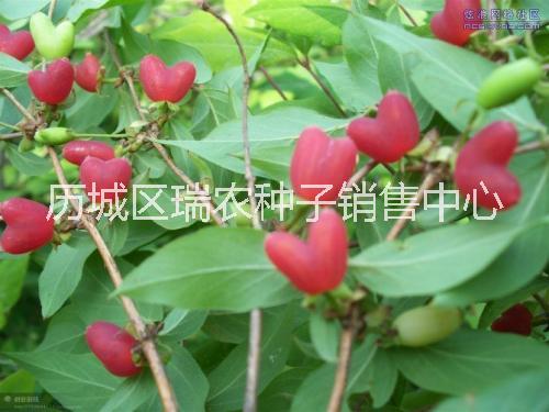 济南市杈杷果种苗厂家优质果树种苗健身果，相思果种苗，无核杈杷果种苗批发