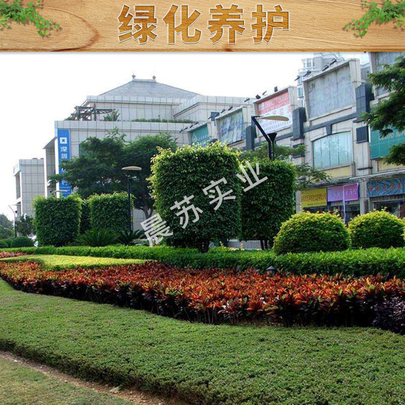 上海绿化养护工程施工，黄浦区绿化养护施工电话，黄保区绿化养护工程施工队