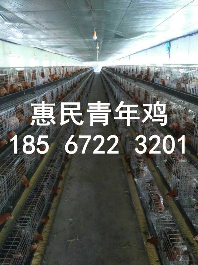 60天青年鸡 60天后备鸡 鹤壁青年鸡后备鸡厂家直销 大厂鸡苗防疫到位