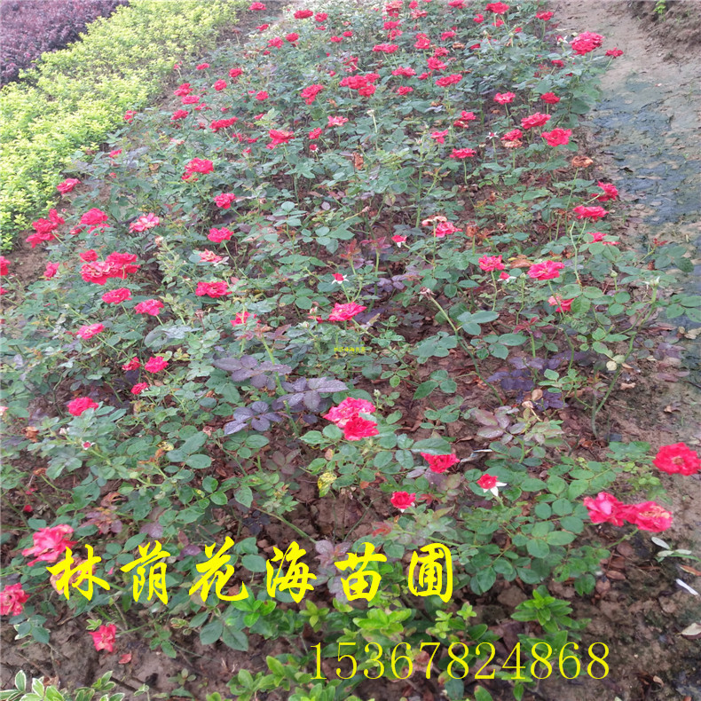 长沙市农户直销工程绿化花卉植物大花月季厂家