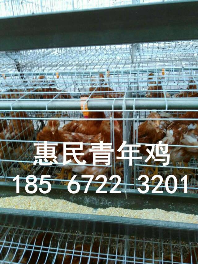 陕西，内蒙古常年供应60-120天罗曼粉青年鸡，罗曼粉育成鸡 脱温鸡