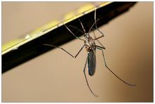 蚊子杀死很多人的凶手？怎样预防？巨仁圣环境科技有限公司