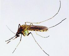蚊子杀死很多人的凶手？怎样预防？巨仁圣环境科技有限公司