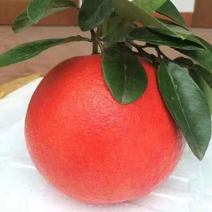 金红蜜柚种植技术栽培金红蜜柚优质种苗批发