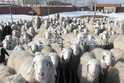 寒羊销售_石家庄活羊代收羔羊价格图片