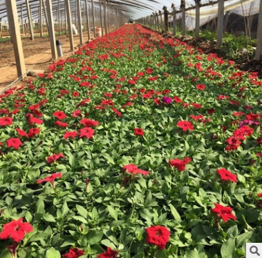 青州草花矮牵牛 青州草花矮牵牛报价 青州草花矮牵牛批发 青州草花矮牵牛供应商图片