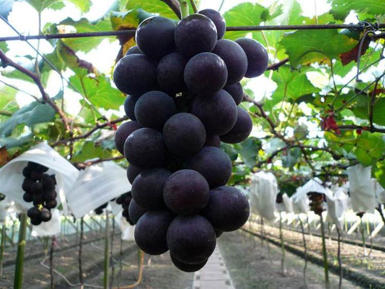 巨峰葡萄品种，葡萄新品种，新品种葡萄苗，优质葡萄图片