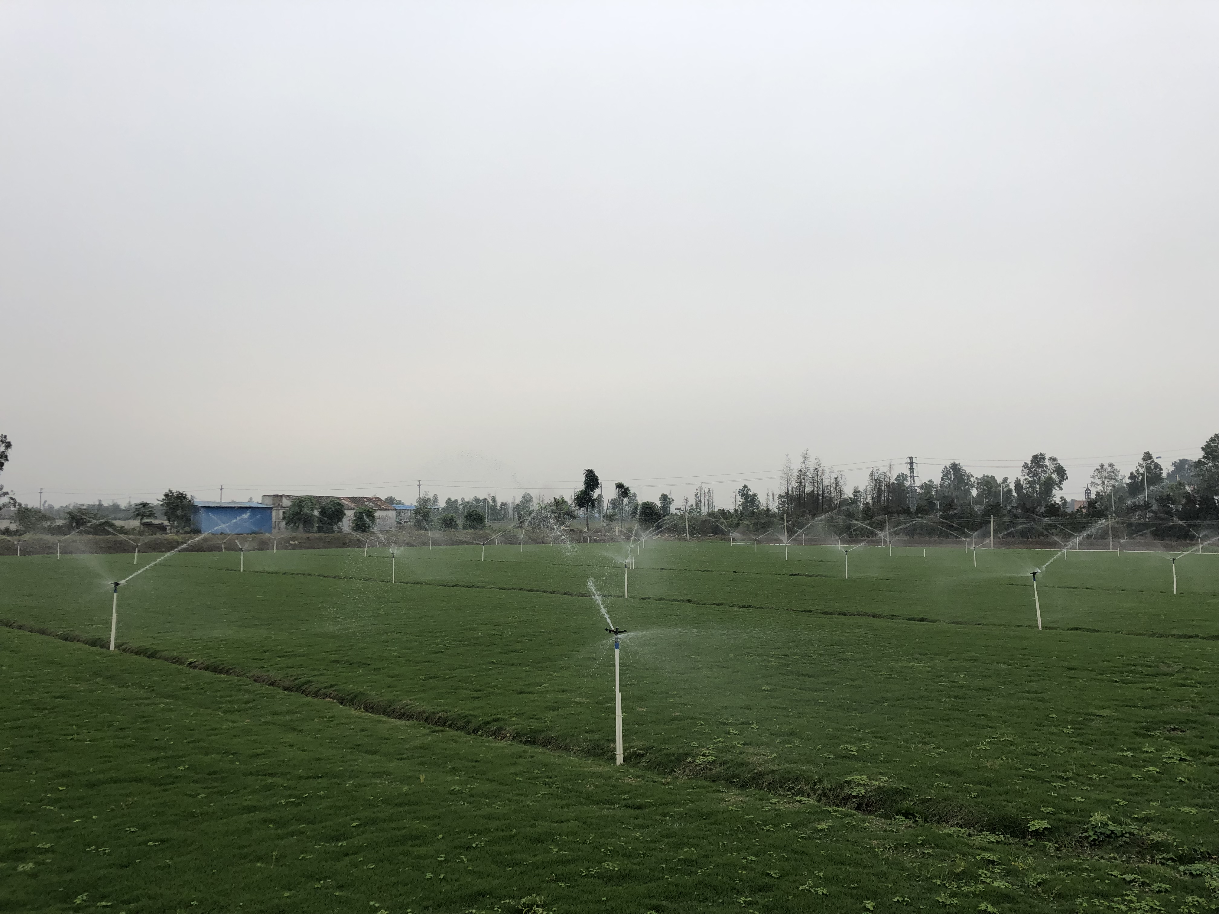 幼儿园草坪 全国草皮种植基地 广东草皮种植基地 草皮多少钱一平方  什么草皮比较好图片