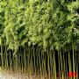 竹类植物 攀援植物商家 乔灌木厂家