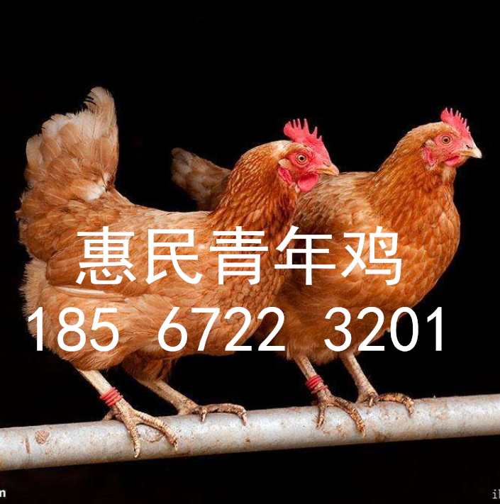 养鸡场老板挥泪出售60天海兰褐青年鸡 两个月海兰褐青年鸡每只8元 60天海兰青年鸡