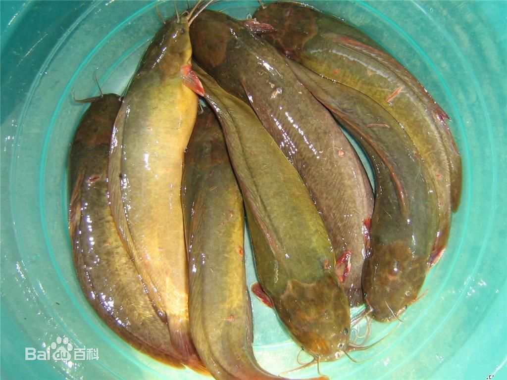 塘鲺鱼苗养殖技术图片