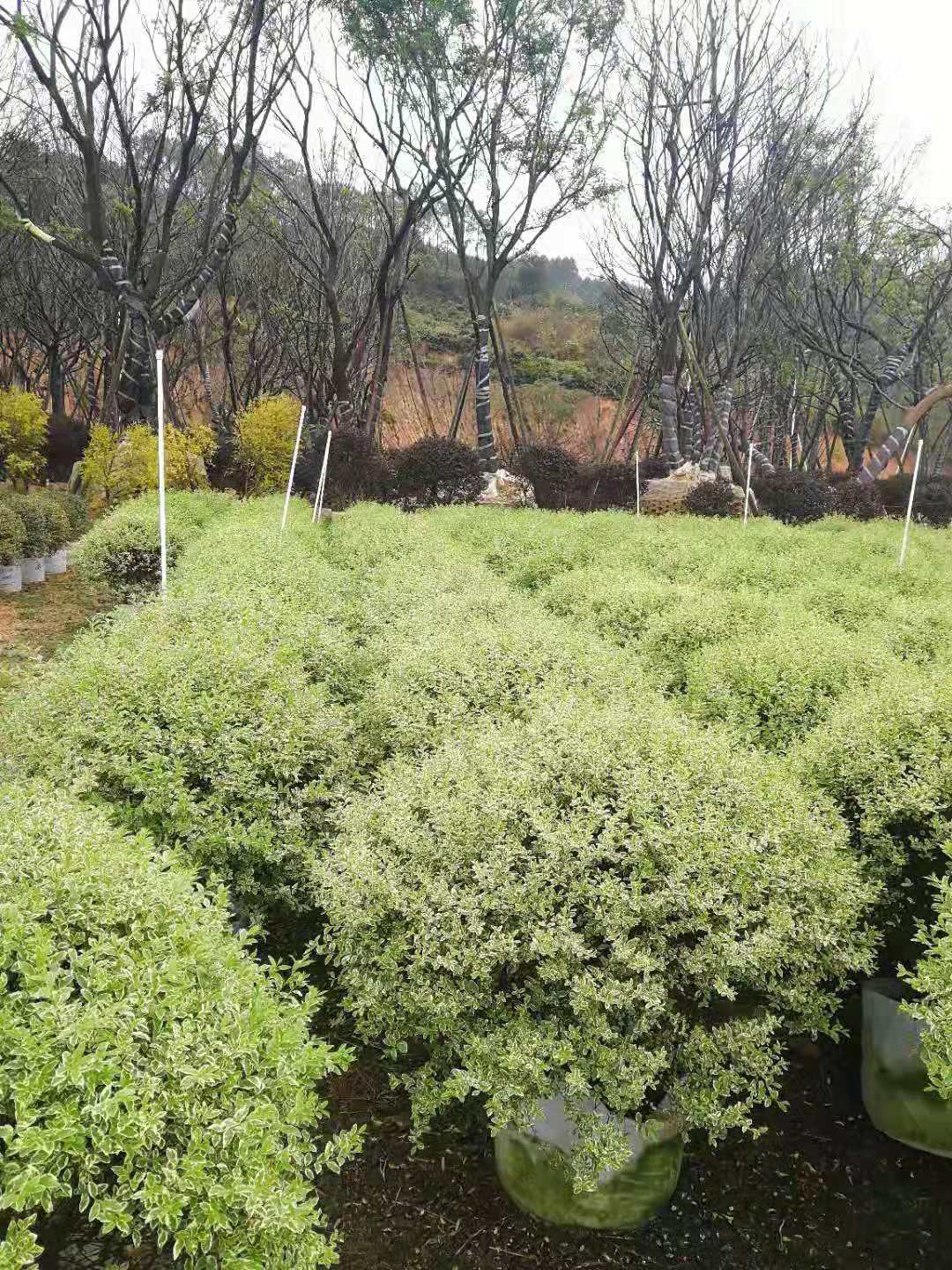 花叶女贞漳州市花叶女贞批发基地/供应商直销价格