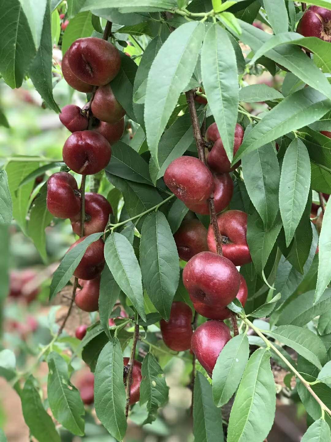 纽扣蟠桃苗批发纽扣蟠桃种植技术纽扣蟠桃种苗价格