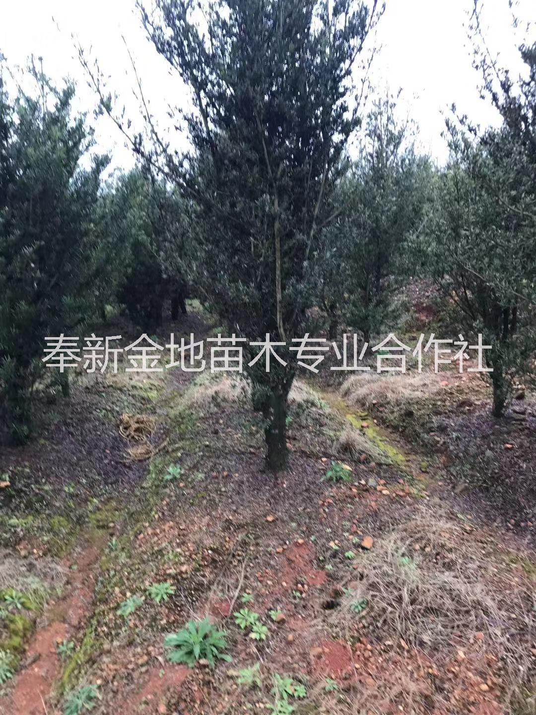 罗汉松 罗汉松苗 专业种植基地 品种纯良