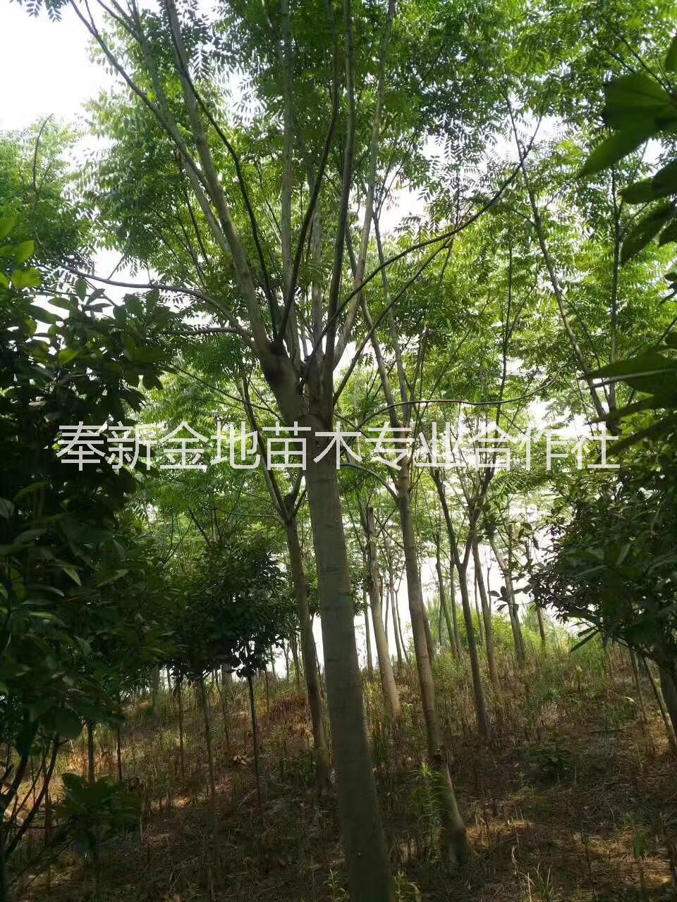 江西栾树种植江西栾树种植报价电话