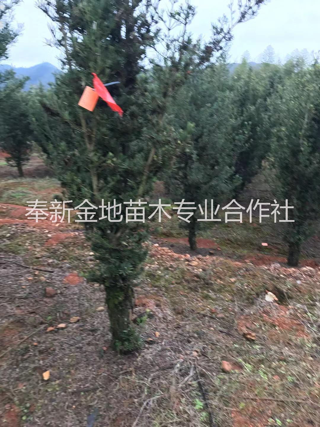 罗汉松罗汉松 罗汉松苗 专业种植基地 品种纯良