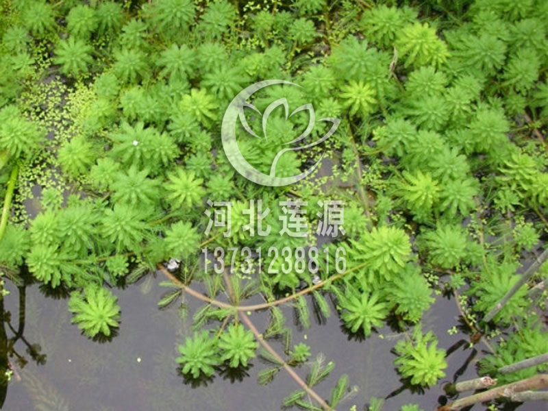 供应粉绿狐尾藻种苗，专业水草种植基地