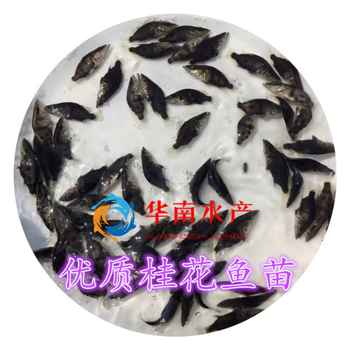 桂花鱼苗批发,桂花鱼养殖,鳜鱼苗批发,鳜鱼苗养殖