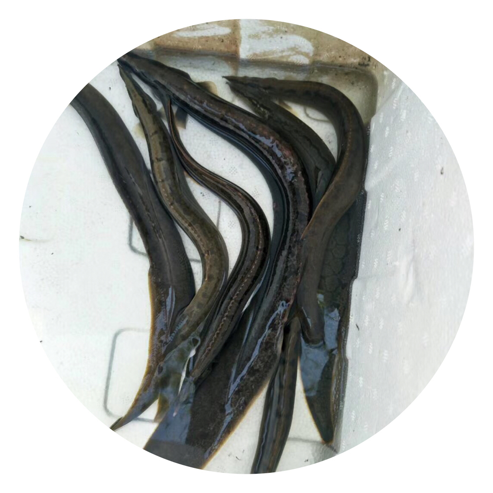 广州市中华刺鳅鱼厂家