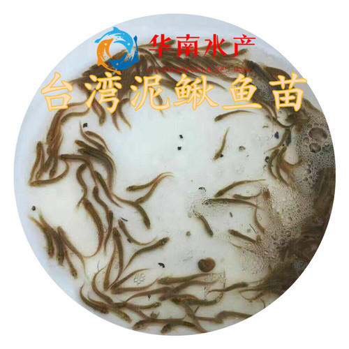 泥鳅鱼苗,台湾泥鳅鱼苗