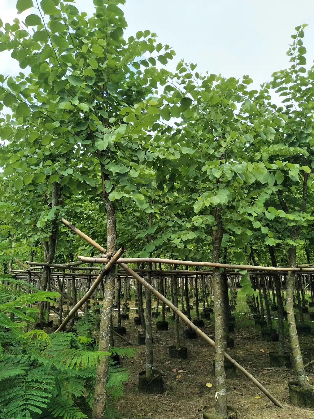 宫粉紫荆苗木基地 宫粉紫荆种植