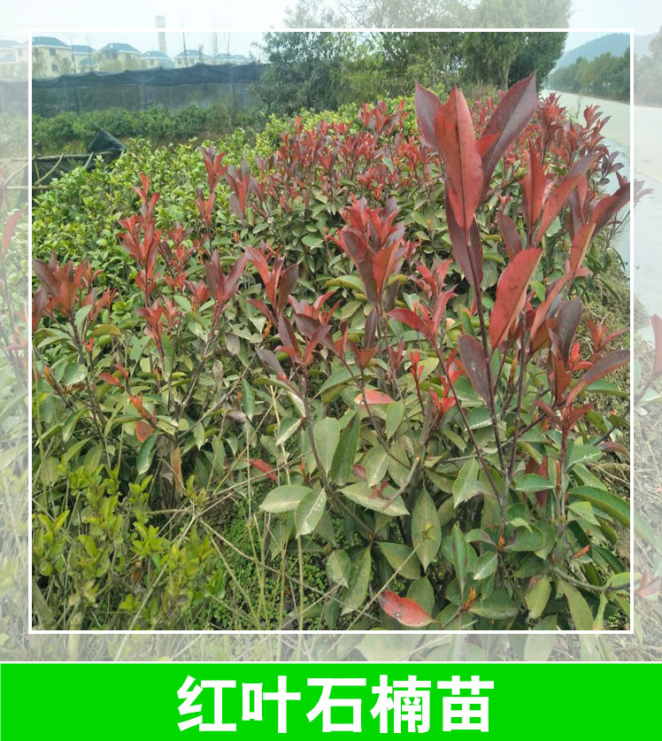 湖南优质红叶石楠球种植基地批发，成活率高，价格实惠，品种纯正