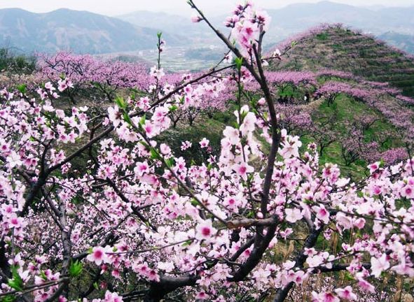 三生三世，十里桃花