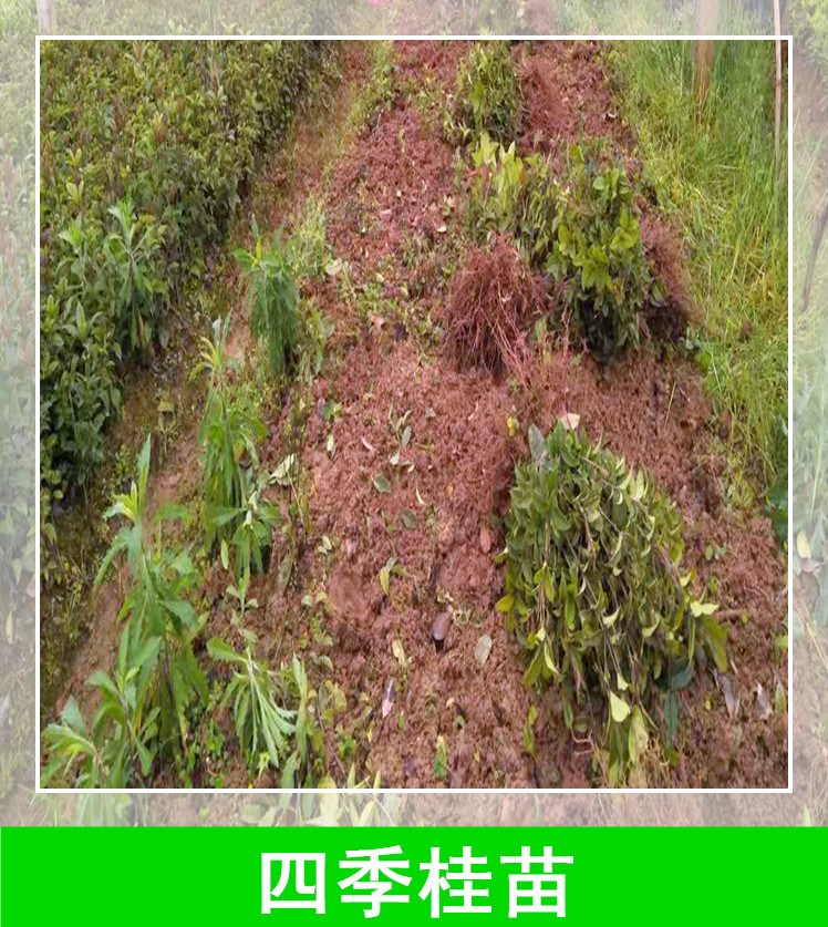 湖南郴州四季桂苗种植基地，湖南郴州四季桂苗苗圃电话，湖南郴州四季桂苗报价/价格