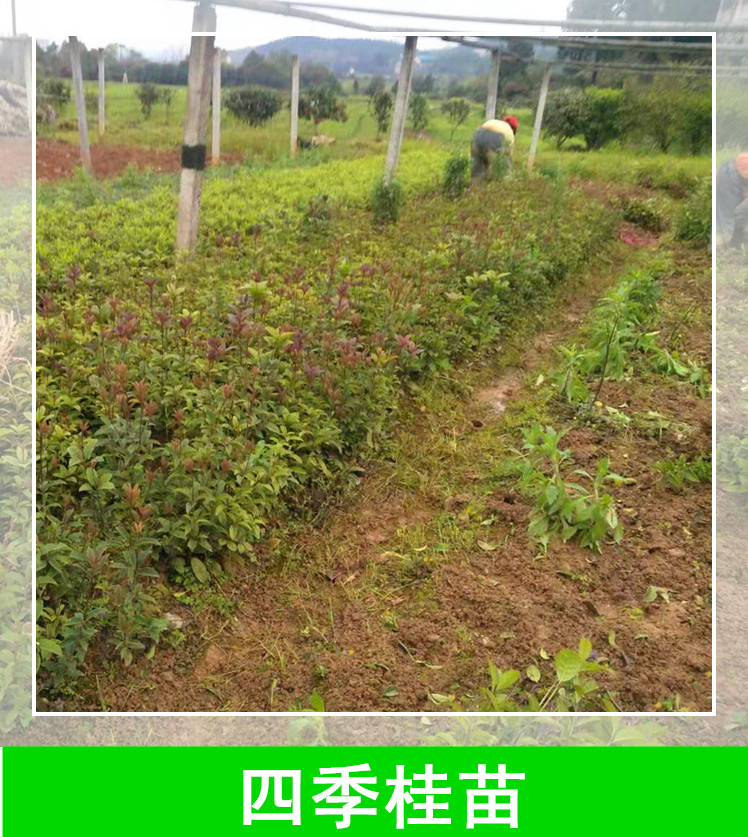 湖南郴州四季桂苗种植基地，湖南郴州四季桂苗苗圃电话，湖南郴州四季桂苗报价/价格