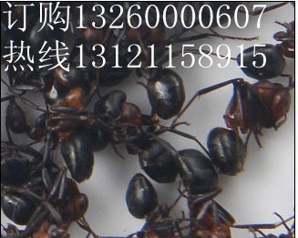 供应北京哪卖蚂蚁粉胶囊北京蚂蚁粉专卖 北京哪卖野生蚂蚁粉北京蚂蚁粉专卖