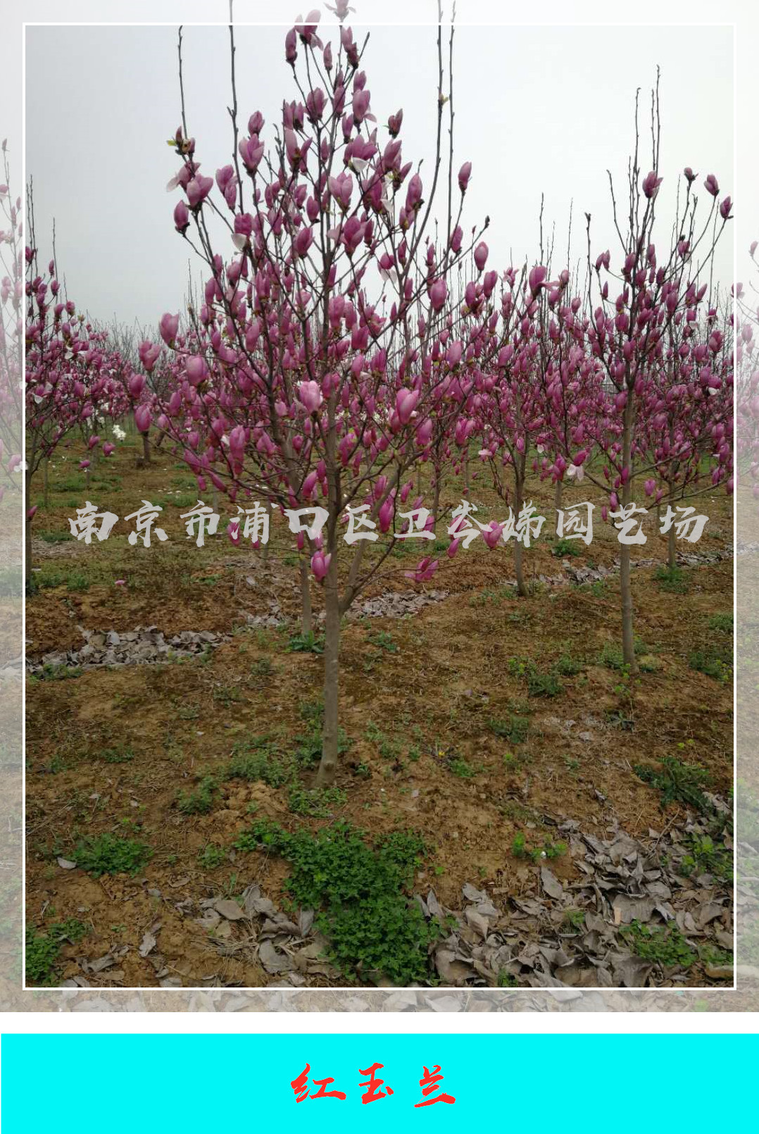 南京红玉兰种植基地吗，南京红玉兰苗圃电话，南京红玉兰供应商