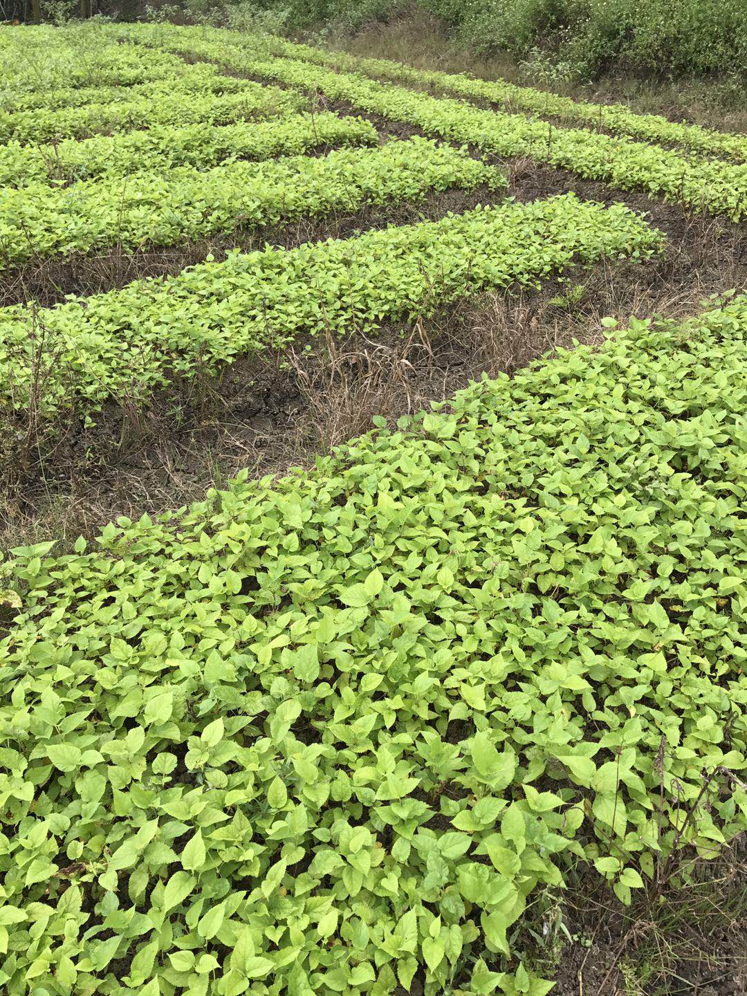 南宁市杂交桑苗种植厂家杂交桑苗种植培育