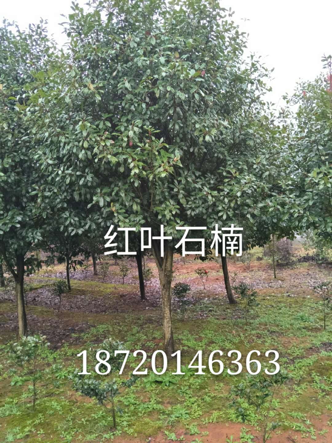 九江红叶石楠-苗木种植基地批发报价价格图片