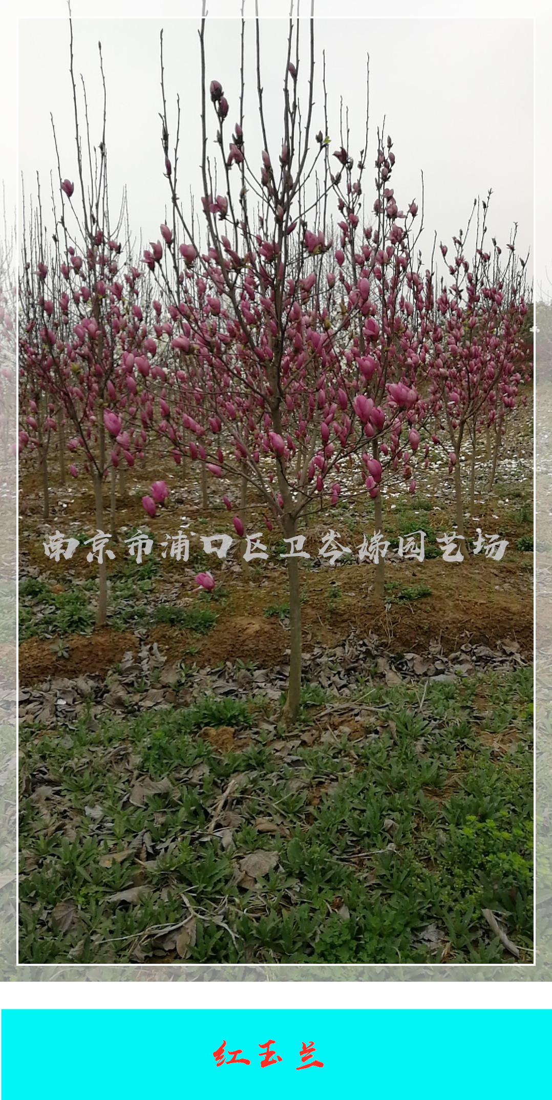 南京红玉兰种植基地吗，南京红玉兰苗圃电话，南京红玉兰供应商