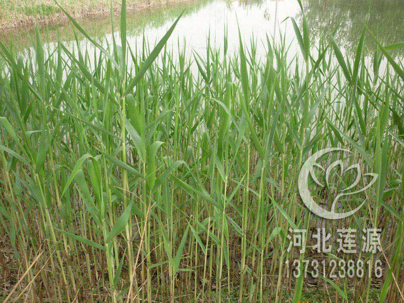 供应芦苇苗，北京芦苇苗，芦苇种植