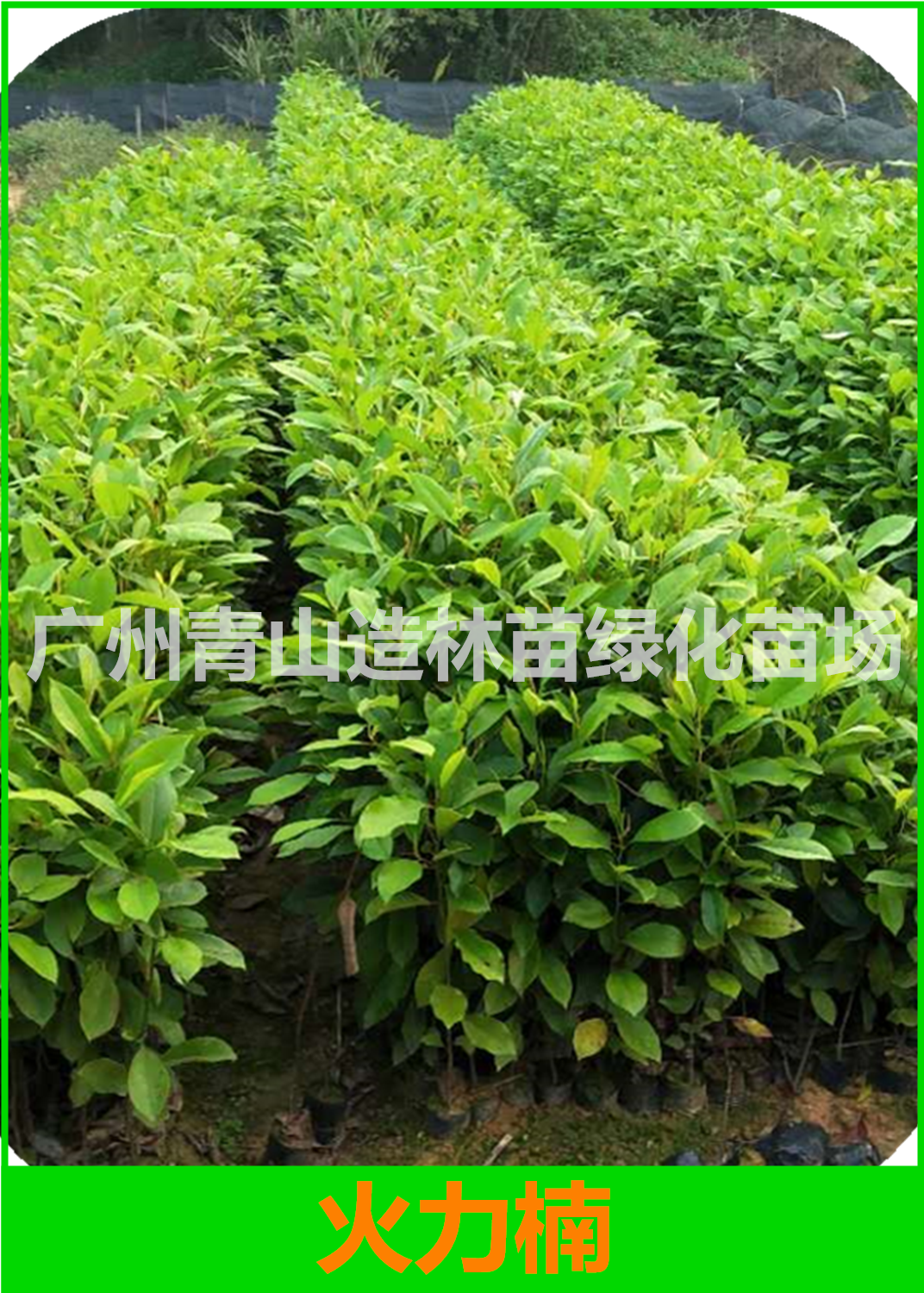 广州火力楠种植基地，广州火力楠种苗批发价，广州火力楠造林苗供应商