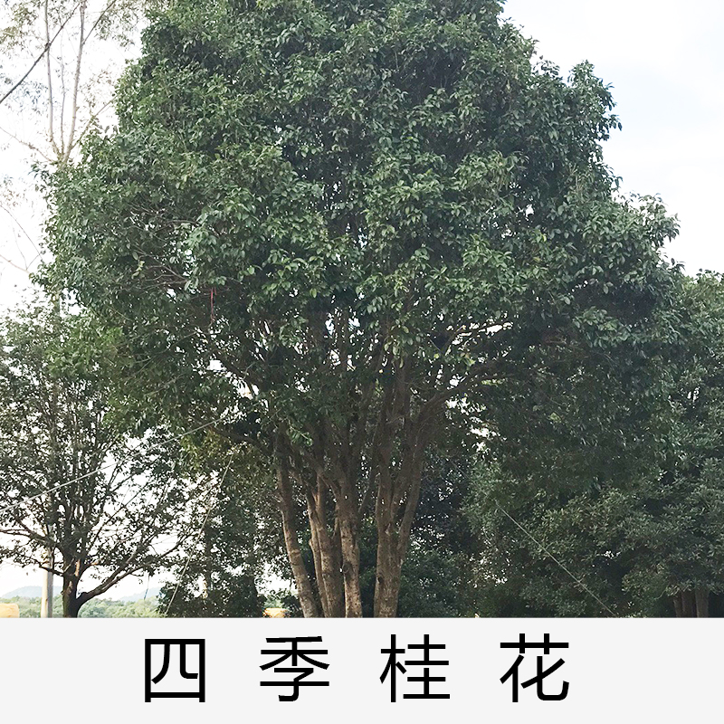 广东清远英德四季桂花基地直销种植基地报价批发价格供应电话地址图片品种齐全价格合理|童叟无 清远四季桂花基地直销