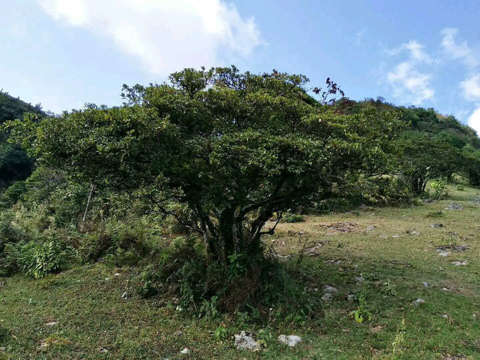 映山红幼苗批发基地