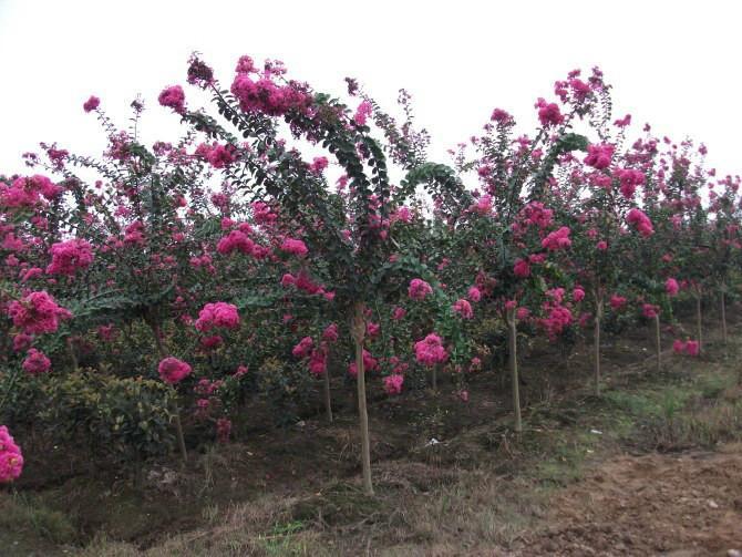 河南紫薇树苗种植基地-批发价格