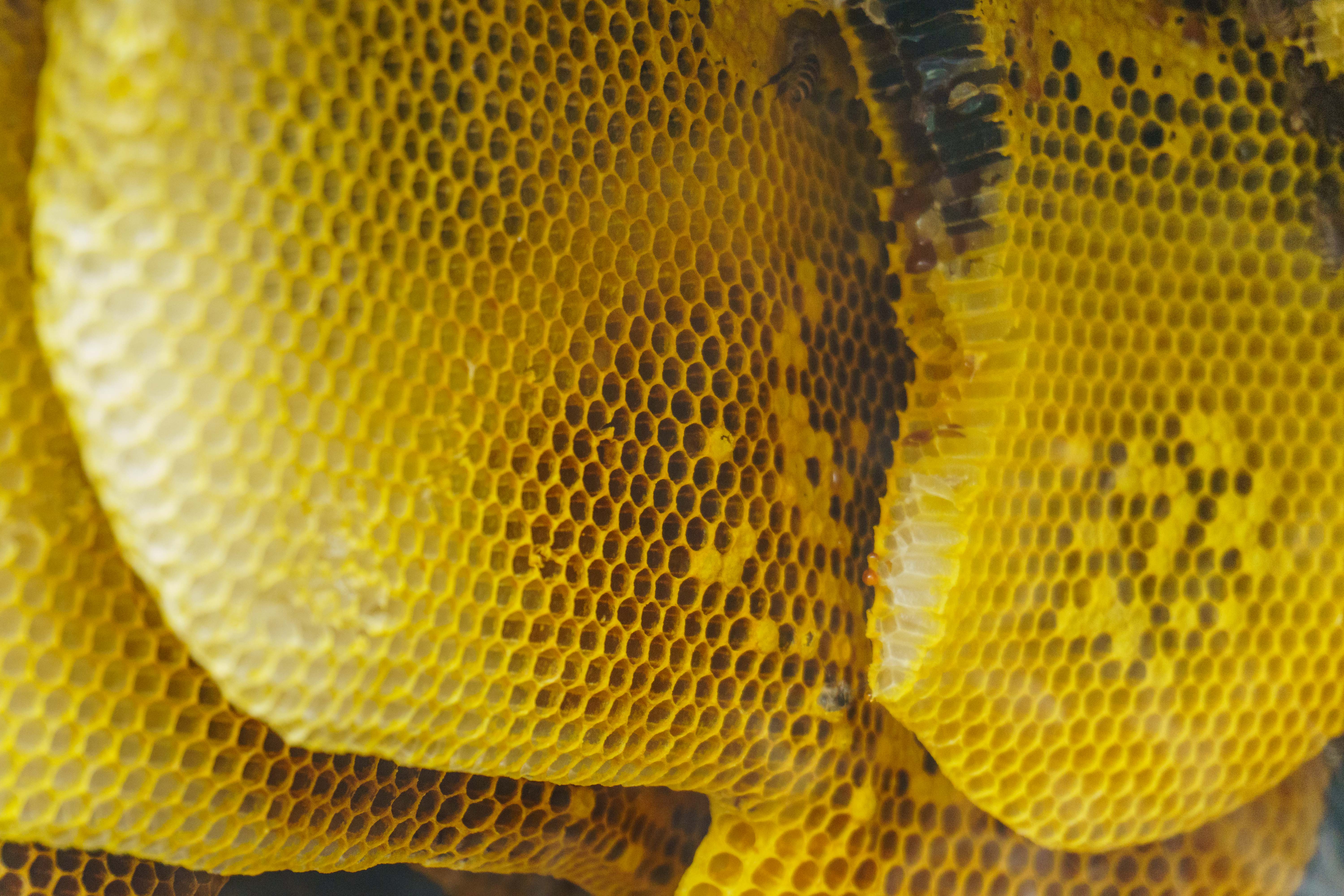 青岛市蜂蜜厂家什么是土蜂蜜？