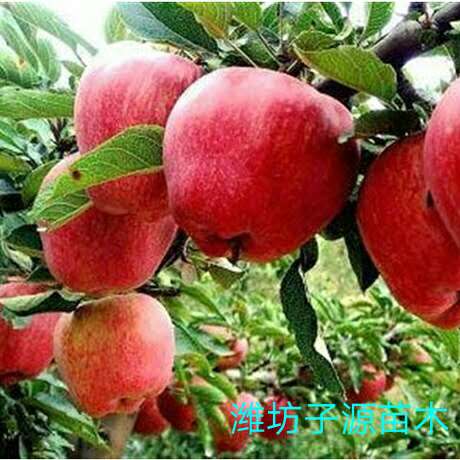 山东红肉苹果树苗盆栽新品种基地批发