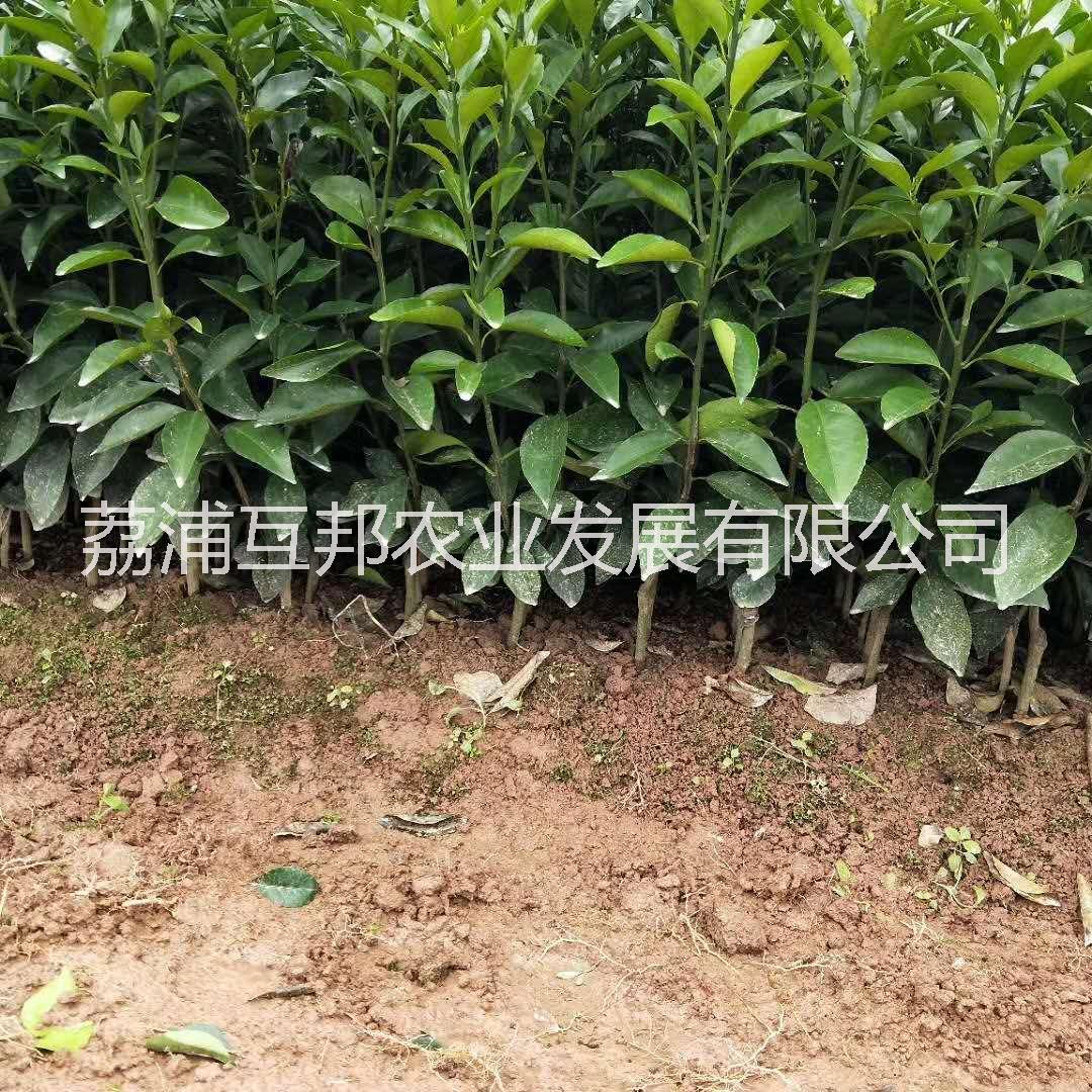 桂林市自育香橙头奶苗厂家