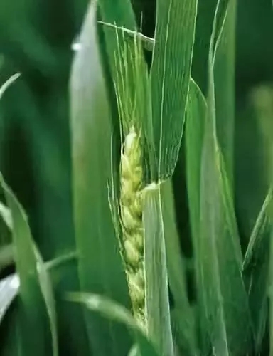 碧格缓释液态氮小麦追肥用什么效果好/快用碧格缓释液态氮