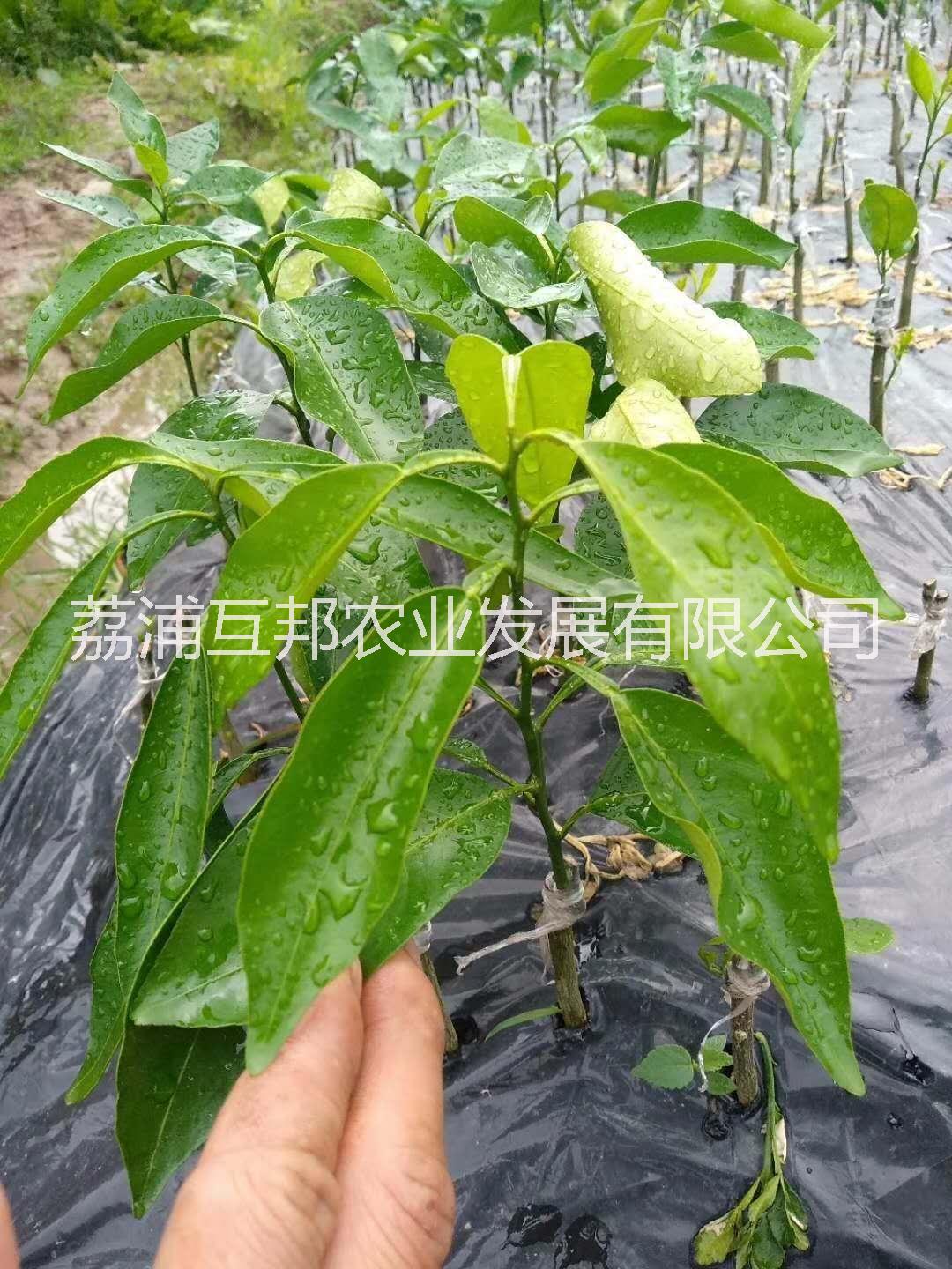 091无核沃柑春苗091无核沃柑春苗 广西091沃柑苗 091沃柑苗种植基地 091沃柑苗种植技术