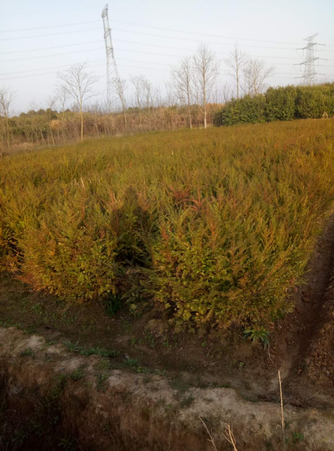 竹柏种植基地竹柏种植基地_九江市竹柏种植基地_江西竹柏种植基地_竹柏要多少钱一株_竹柏种植技术