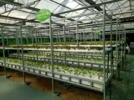 花卉温室 透明覆盖材料钢结构骨架花卉养殖农业观光温室大棚 花卉市场温室大棚